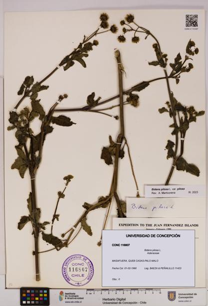 Bidens pilosa [Espécimen: UDEC:CONC:0116807]