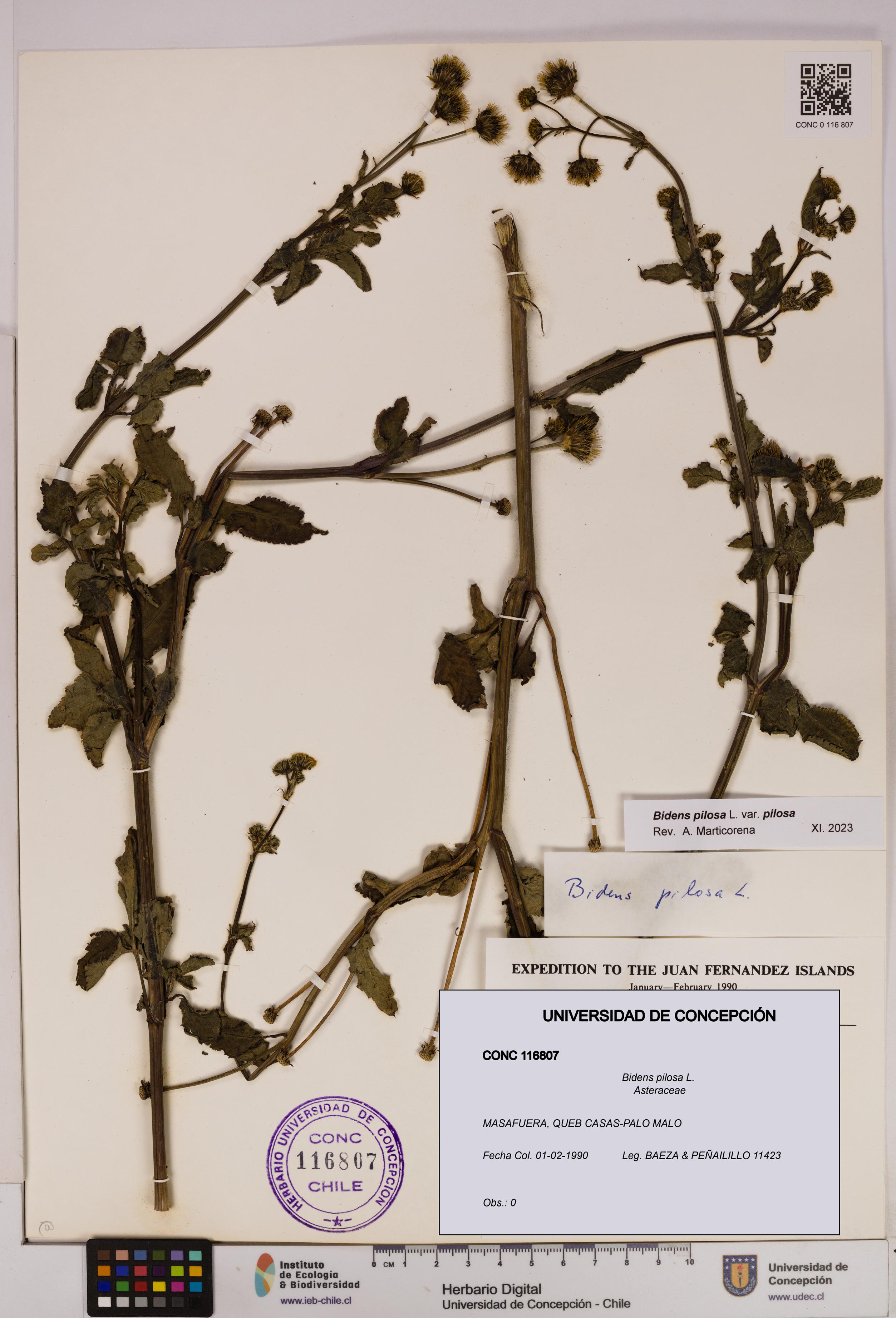 Bidens pilosa [Espécimen: UDEC:CONC:0116807]