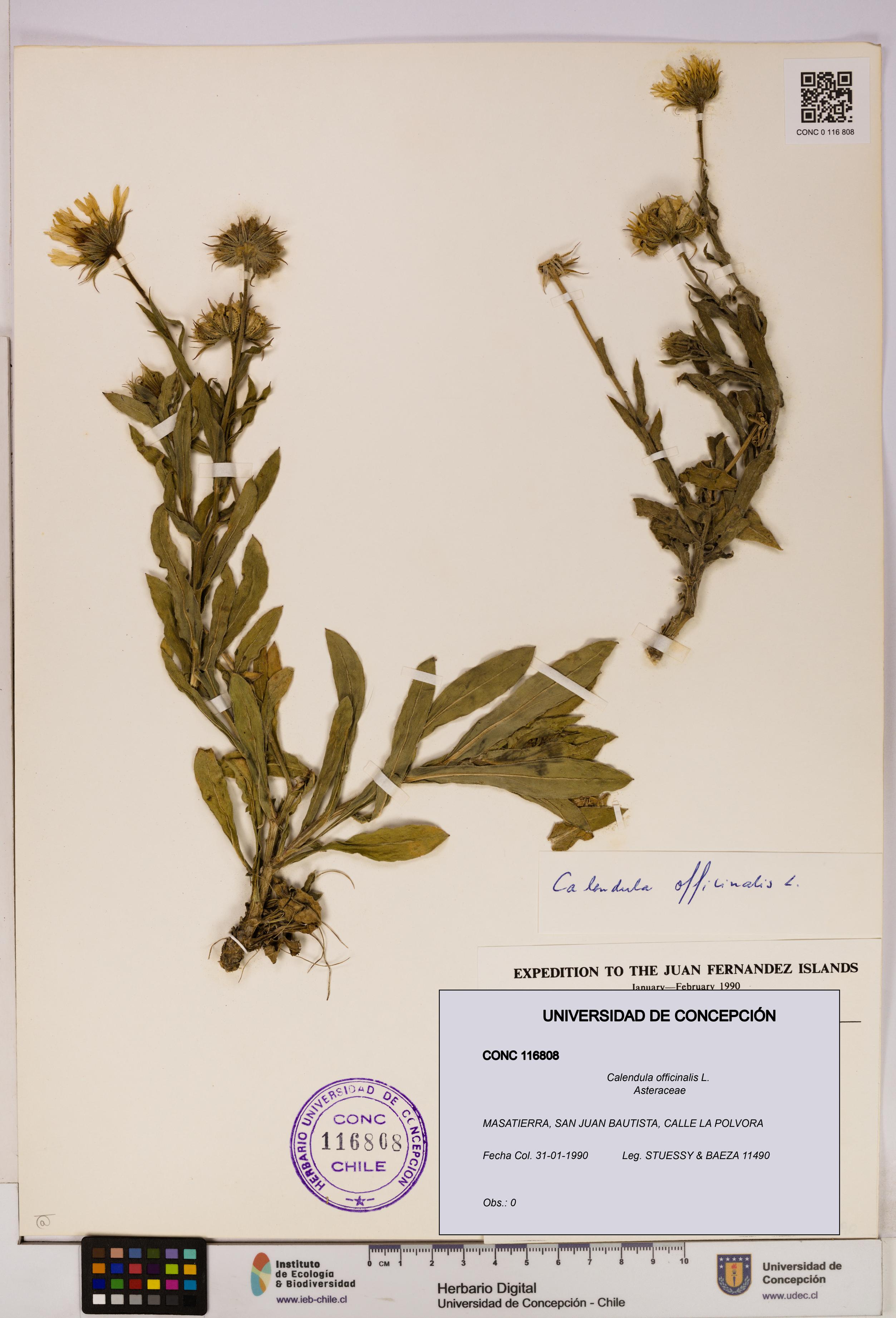 Calendula officinalis [Espécimen: UDEC:CONC:0116808]