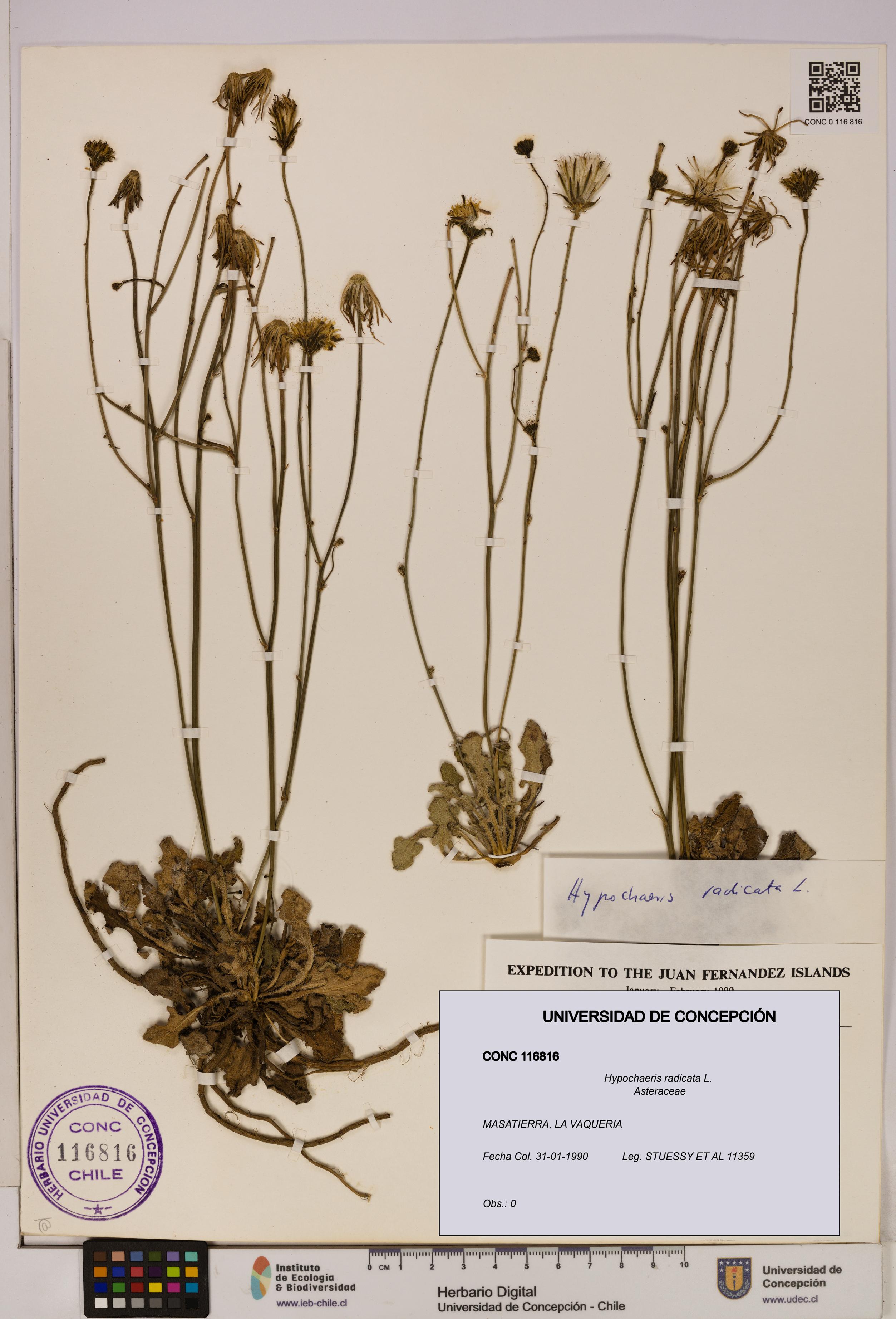 Hypochaeris radicata [Espécimen: UDEC:CONC:0116816]