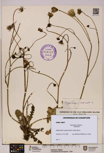 Hypochaeris radicata [Espécimen: UDEC:CONC:0116817]