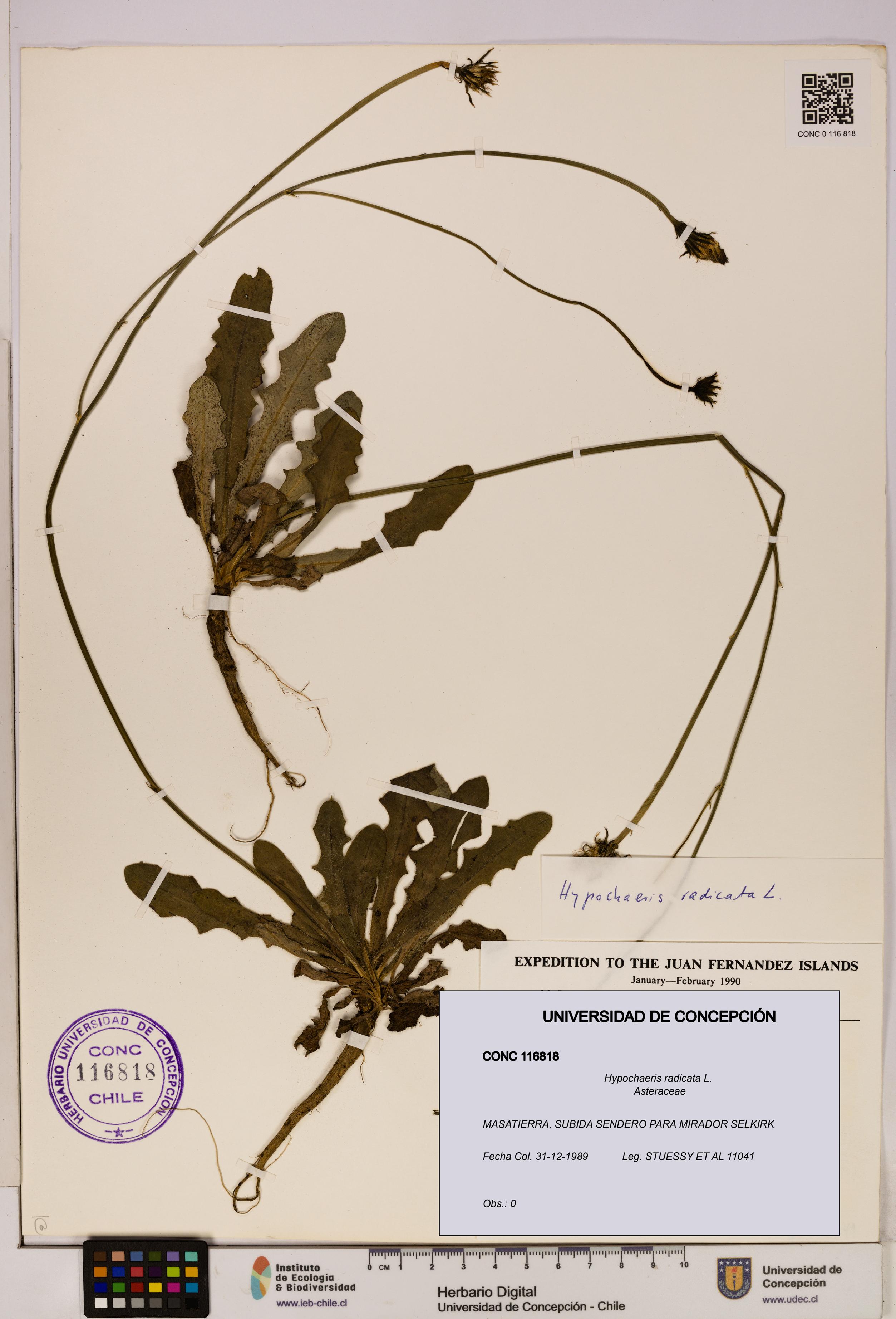 Hypochaeris radicata [Espécimen: UDEC:CONC:0116818]