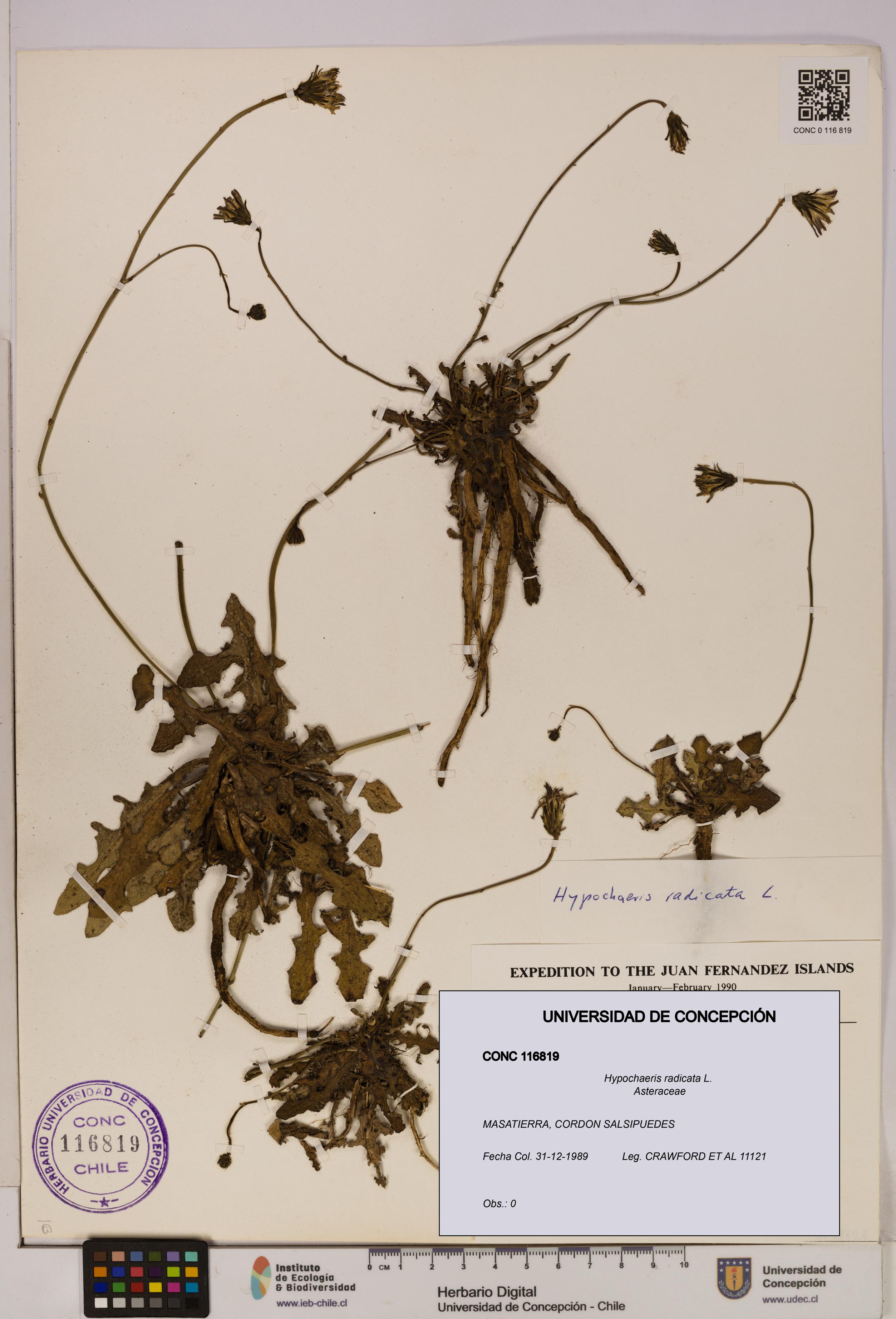 Hypochaeris radicata [Espécimen: UDEC:CONC:0116819]