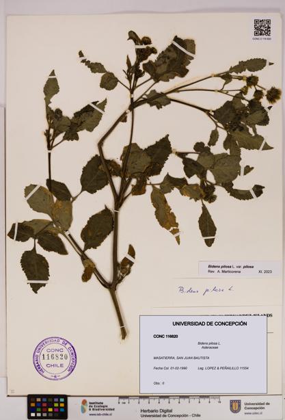 Bidens pilosa [Espécimen: UDEC:CONC:0116820]