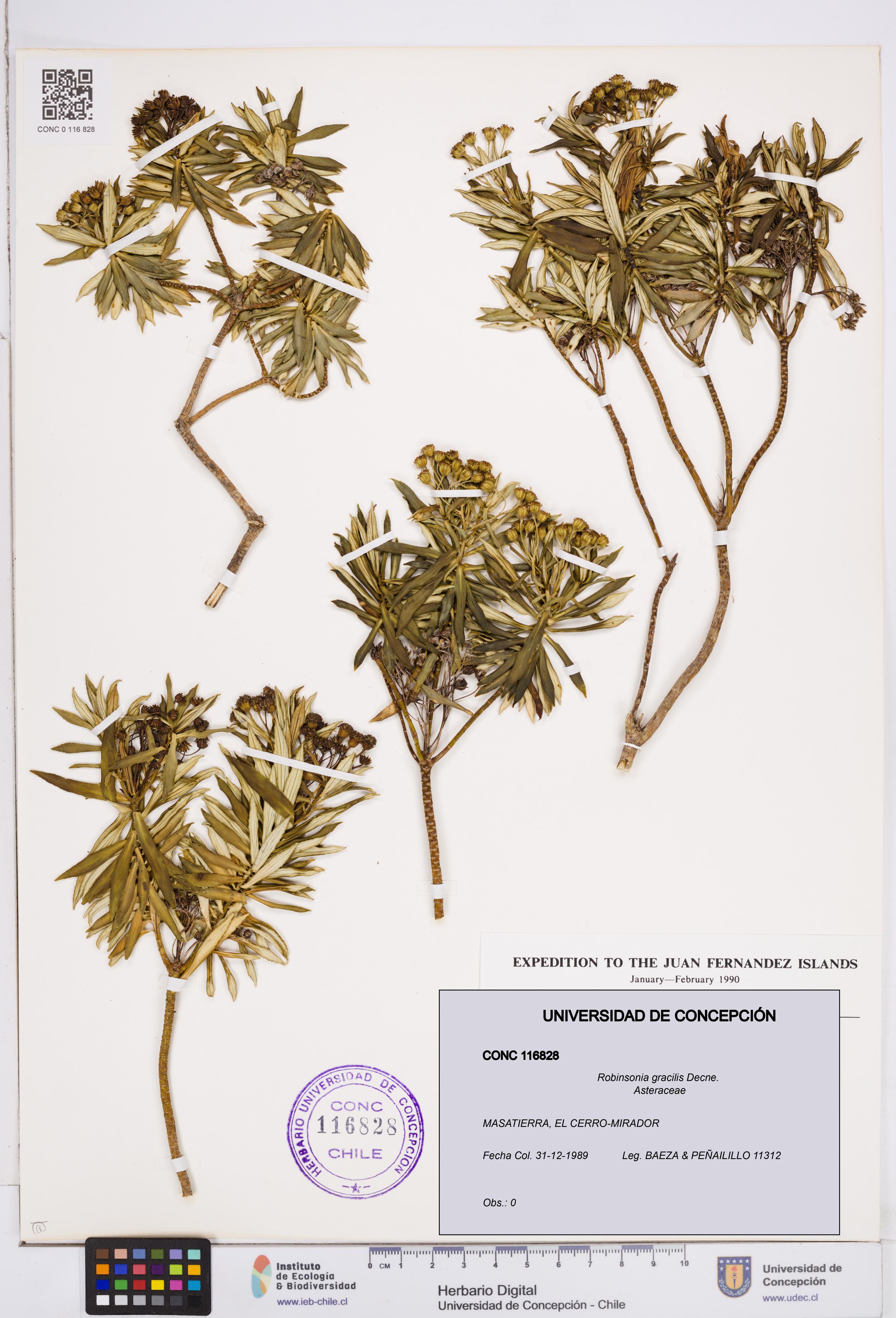 Robinsonia gracilis [Espécimen: ]