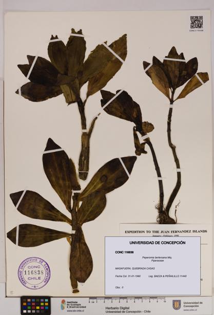 Peperomia berteroana [Espécimen: UDEC:CONC:0116838]