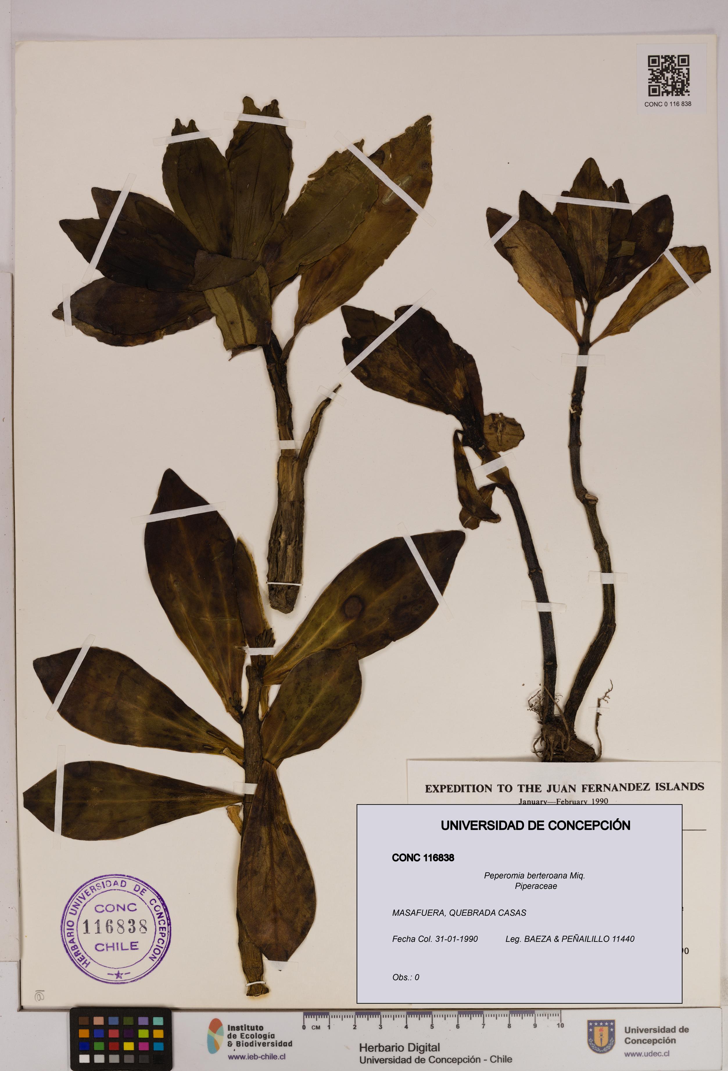 Peperomia berteroana [Espécimen: UDEC:CONC:0116838]