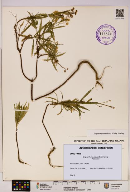 Erigeron fernandezius [Espécimen: UDEC:CONC:0116839]