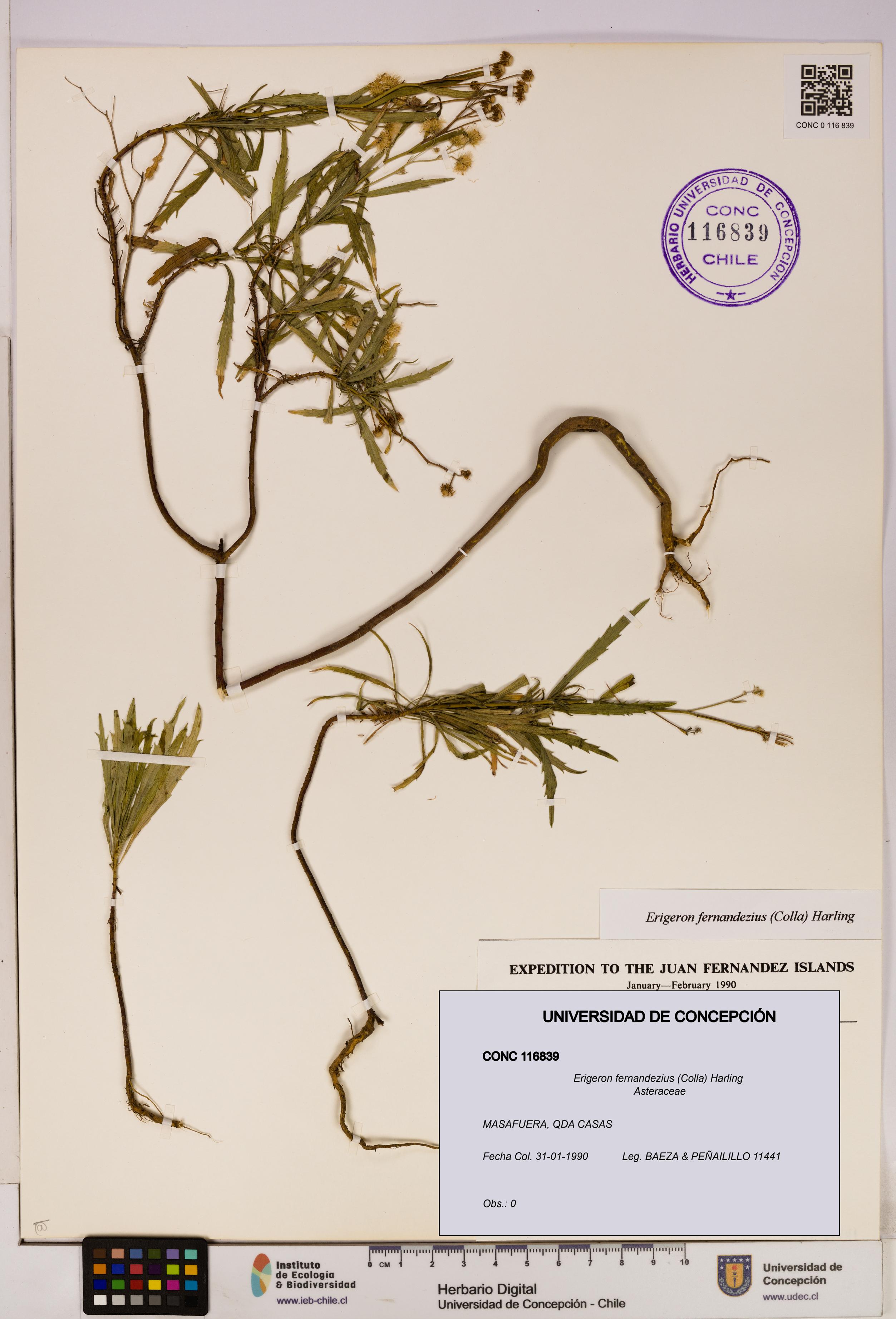 Erigeron fernandezius [Espécimen: UDEC:CONC:0116839]