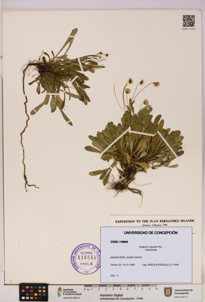 Erigeron rupicola [Espécimen: UDEC:CONC:0116840]