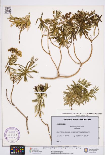 Robinsonia gracilis [Espécimen: ]