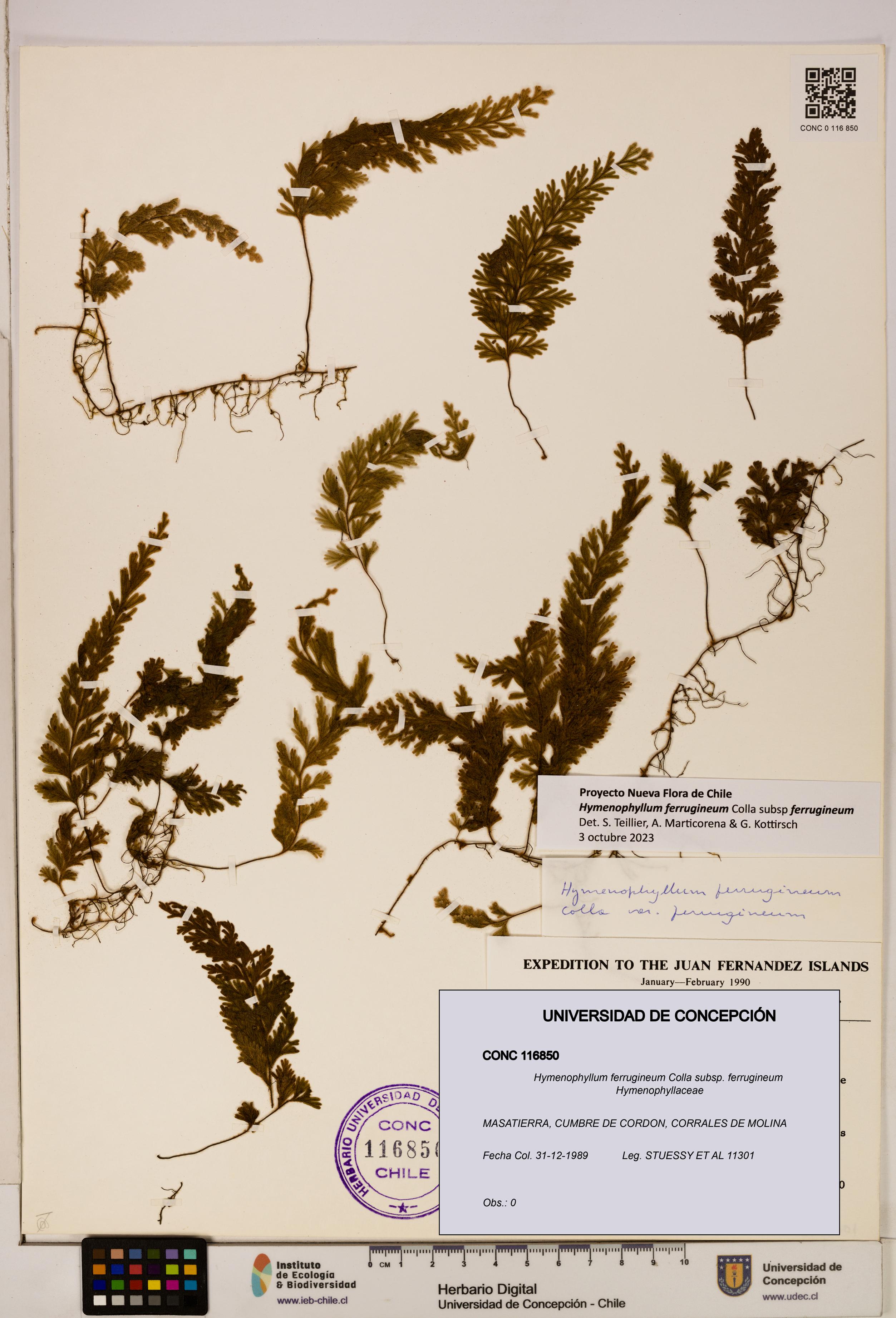 Hymenophyllum ferrugineum [Espécimen: UDEC:CONC:0116850]