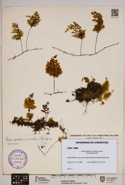 Hymenophyllum cuneatum [Espécimen: ]