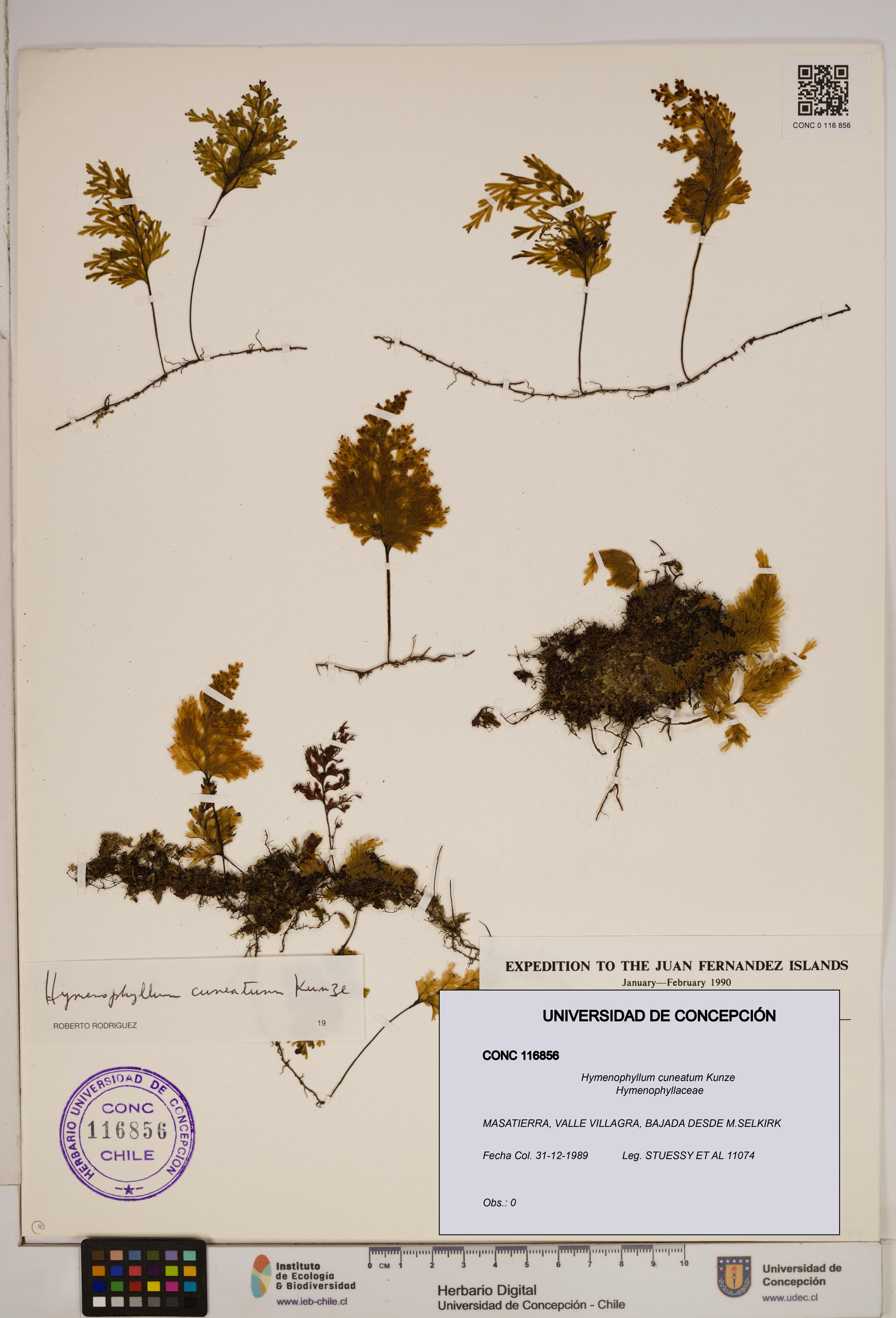 Hymenophyllum cuneatum [Espécimen: ]