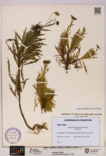 Erigeron fernandezius [Espécimen: UDEC:CONC:0116857]