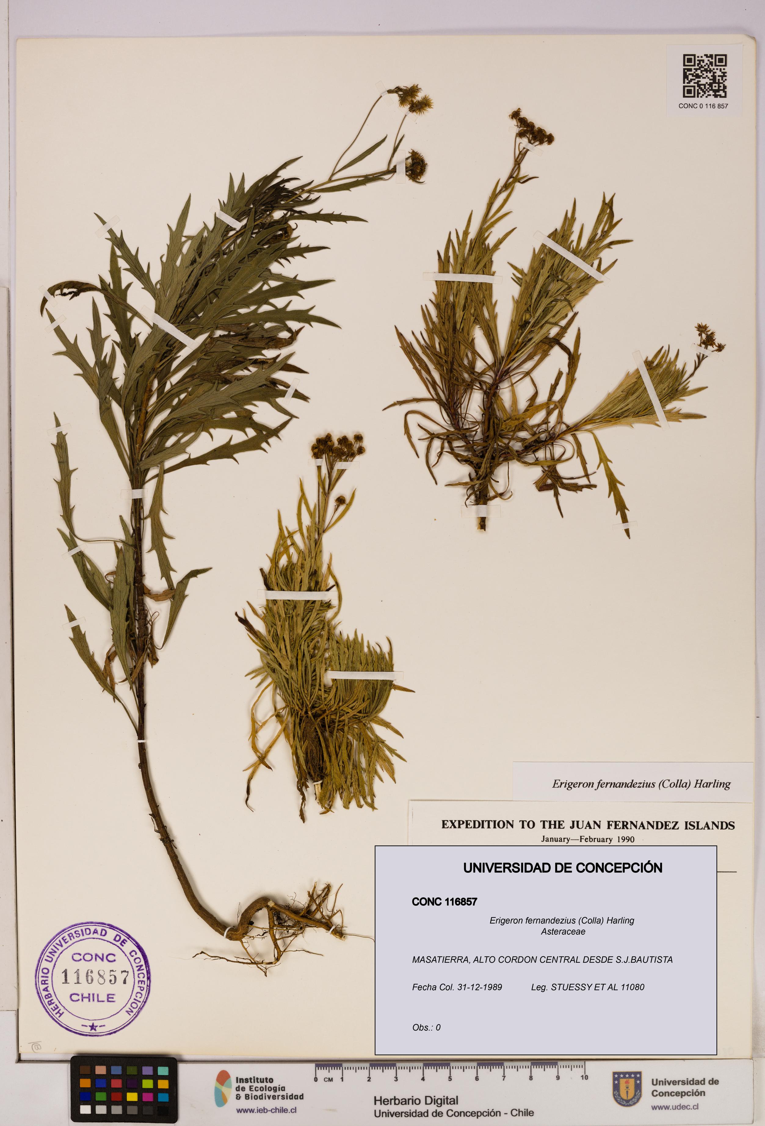 Erigeron fernandezius [Espécimen: UDEC:CONC:0116857]