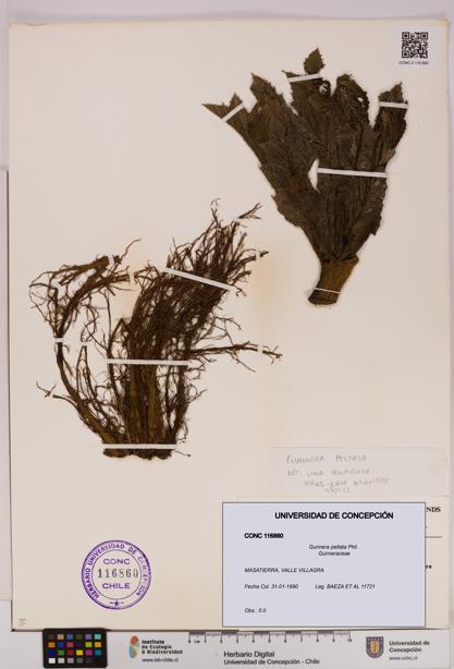 Gunnera peltata [Espécimen: UDEC:CONC:0116860]