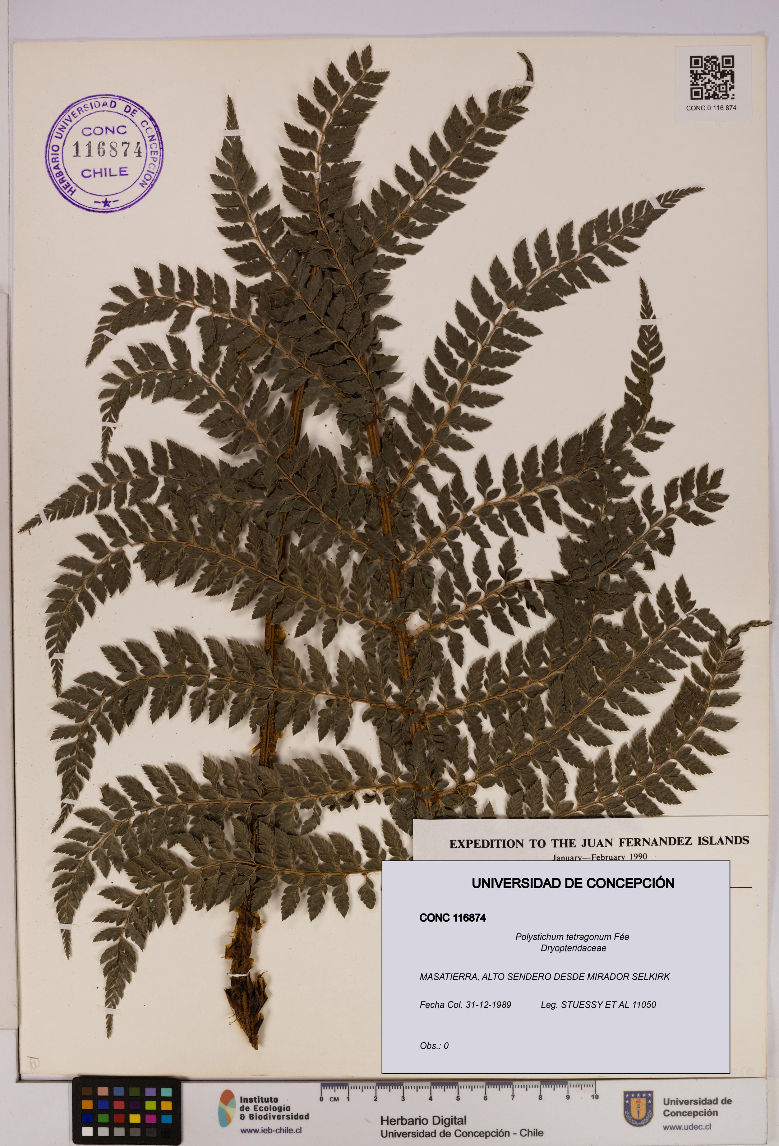 Polystichum tetragonum [Espécimen: UDEC:CONC:0116874]