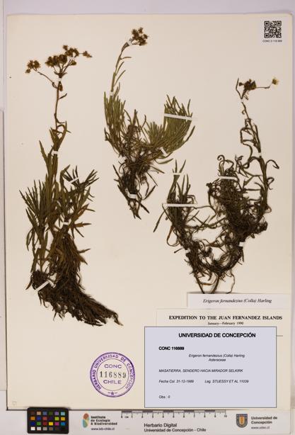 Erigeron fernandezius [Espécimen: UDEC:CONC:0116889]