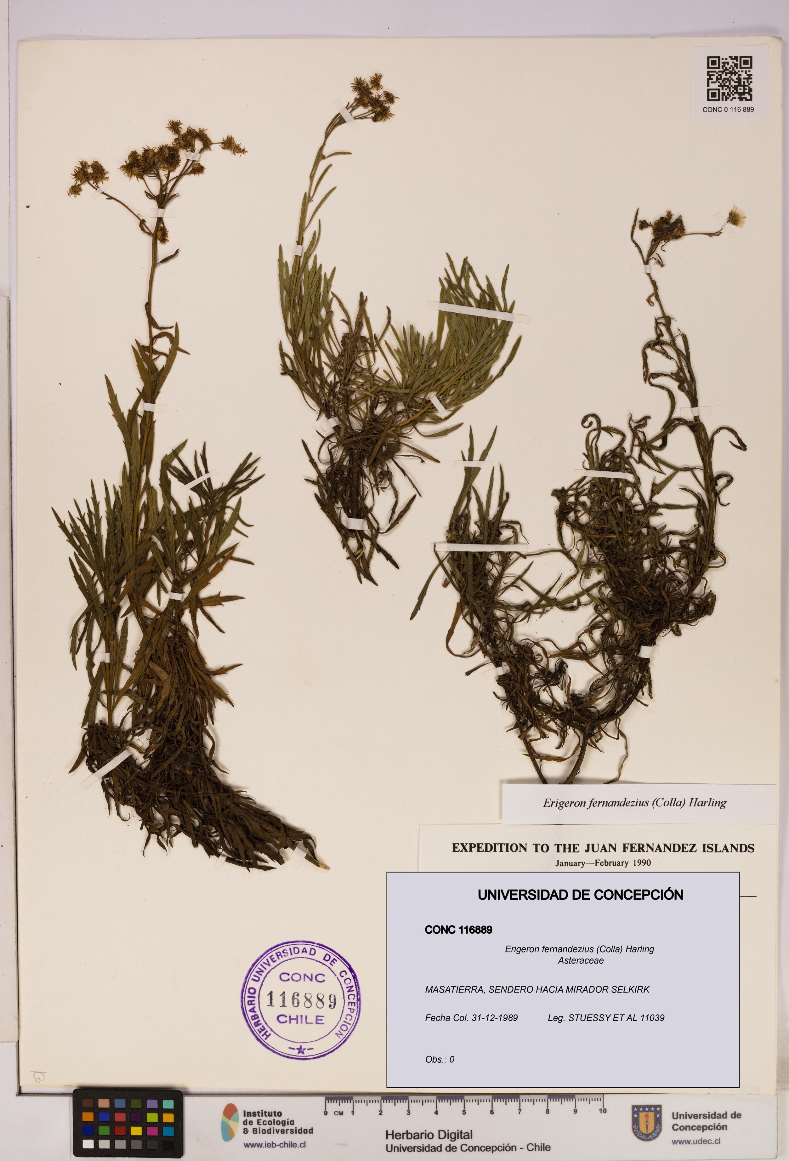 Erigeron fernandezius [Espécimen: UDEC:CONC:0116889]