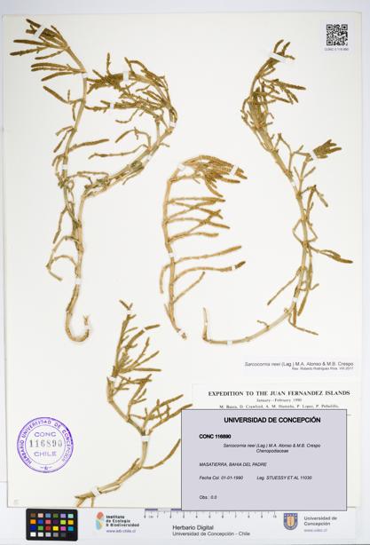 Sarcocornia neei [Espécimen: UDEC:CONC:0116890]