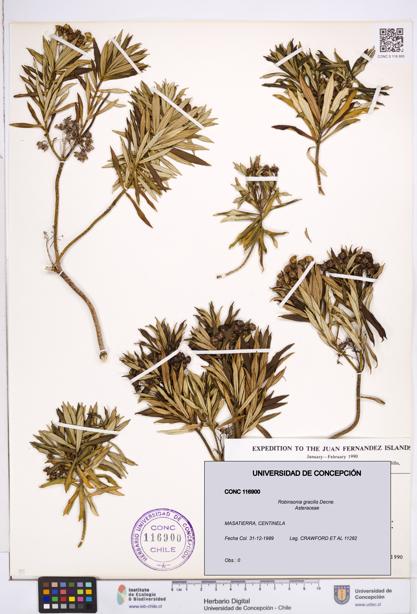 Robinsonia gracilis [Espécimen: ]