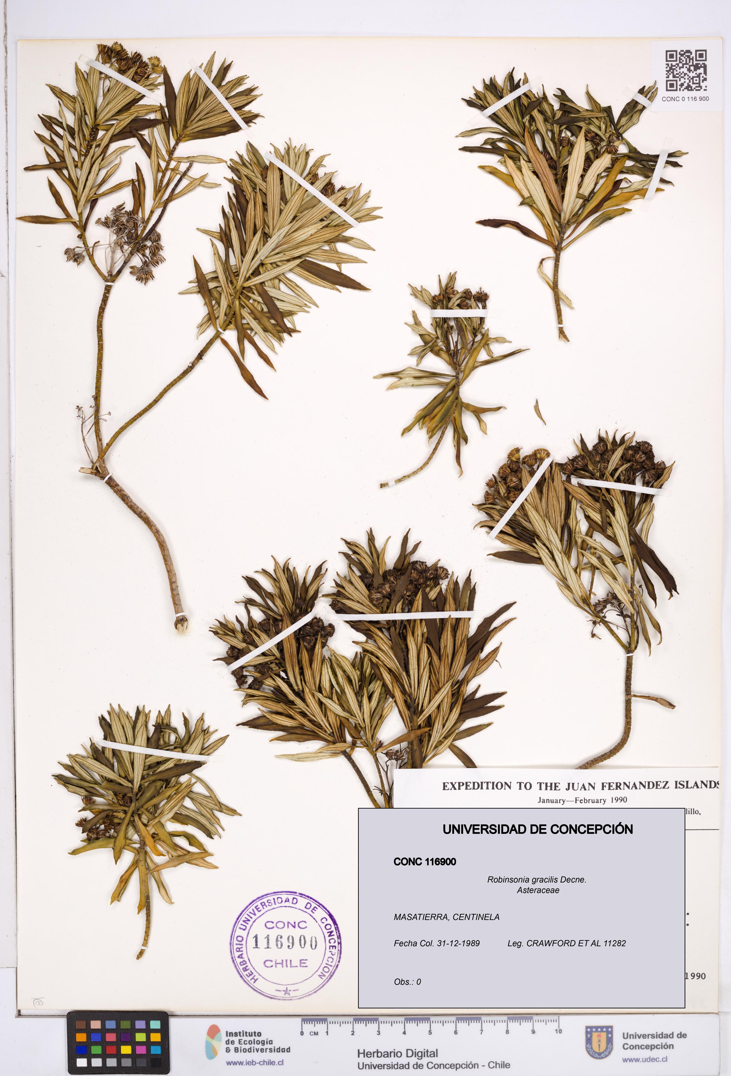 Robinsonia gracilis [Espécimen: ]