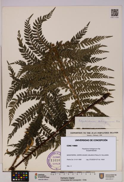 Polystichum tetragonum [Espécimen: UDEC:CONC:0116903]