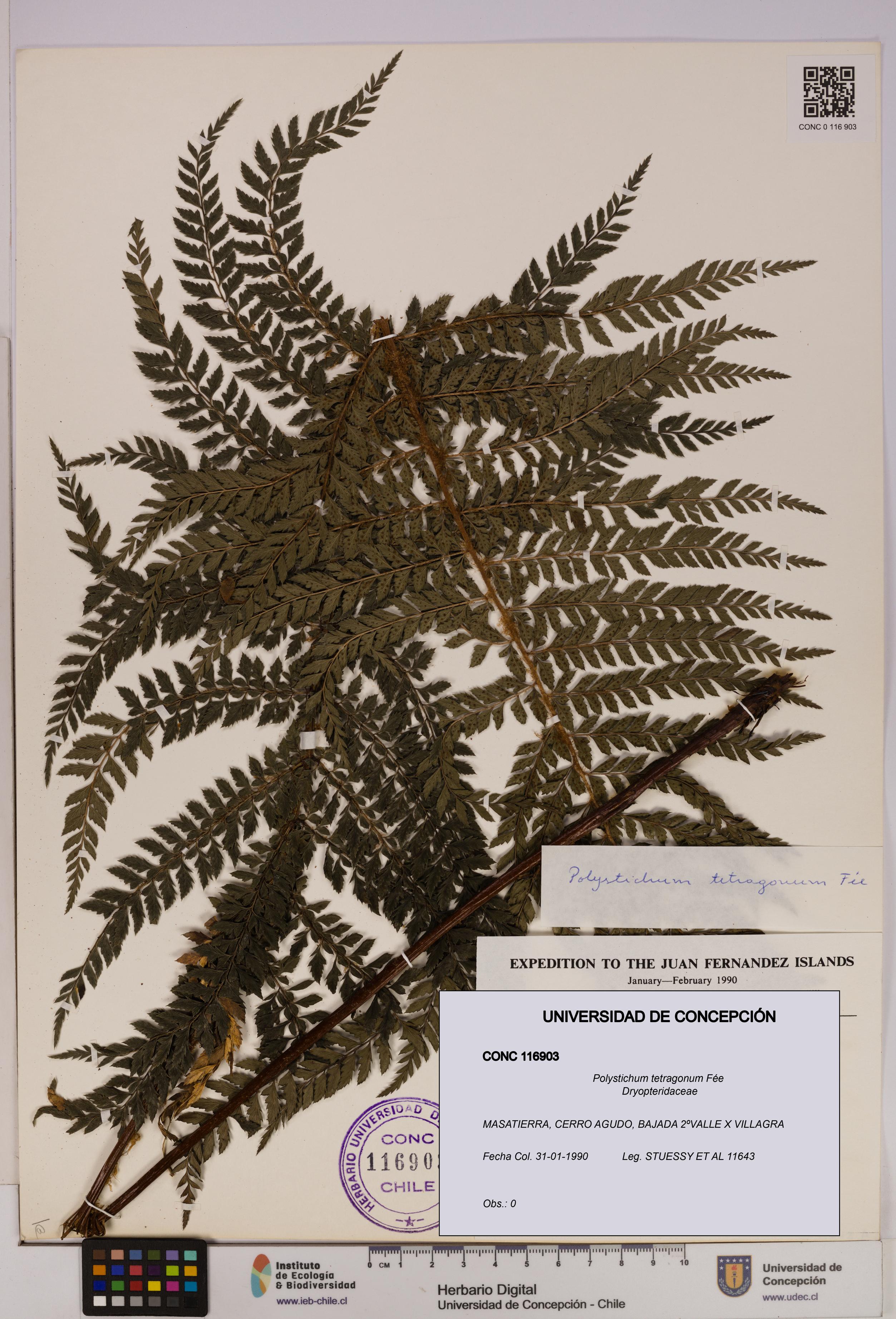 Polystichum tetragonum [Espécimen: UDEC:CONC:0116903]