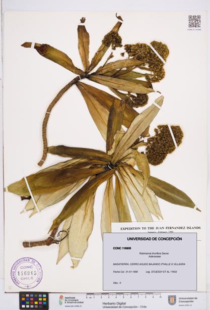 Robinsonia thurifera [Espécimen: ]