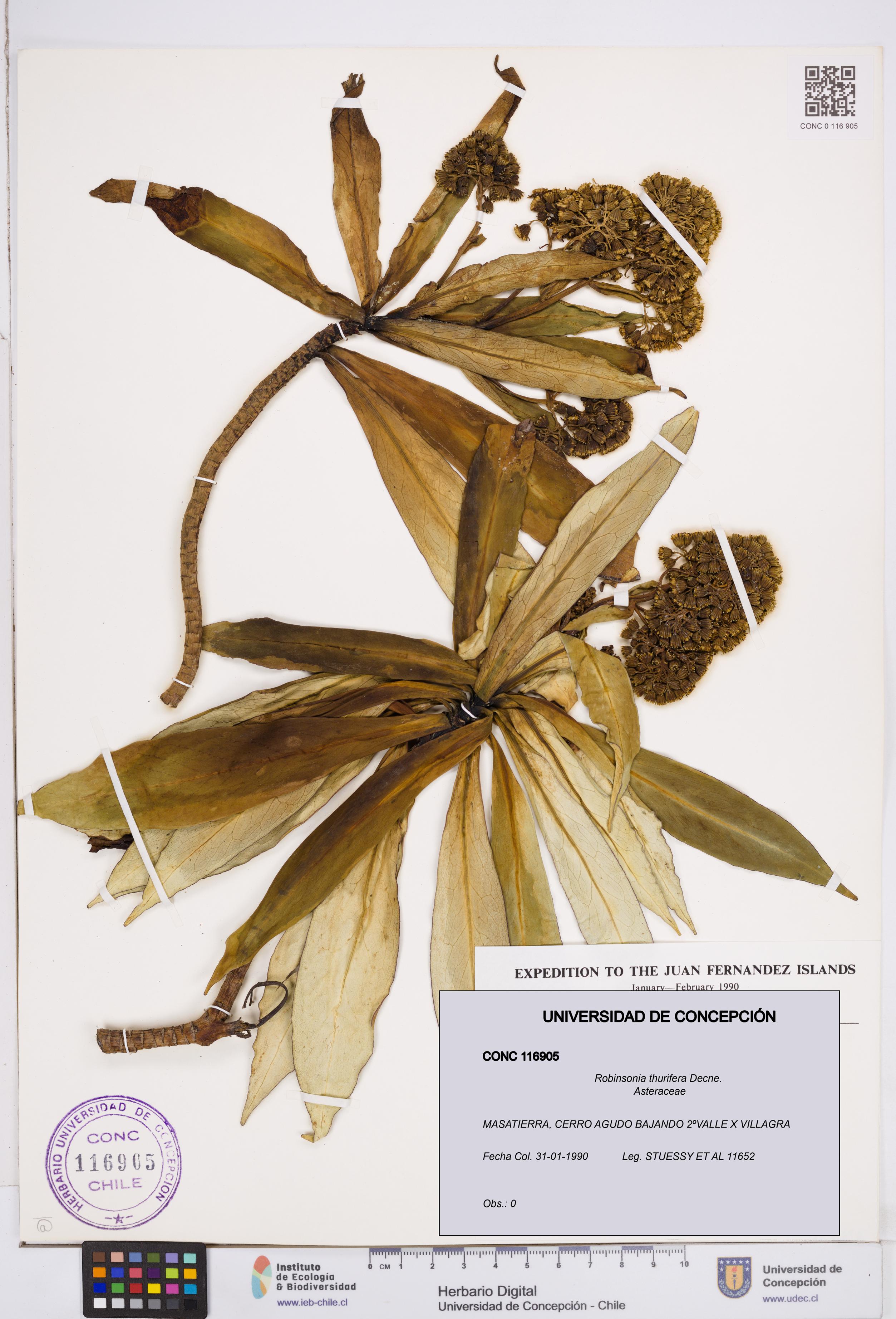 Robinsonia thurifera [Espécimen: ]