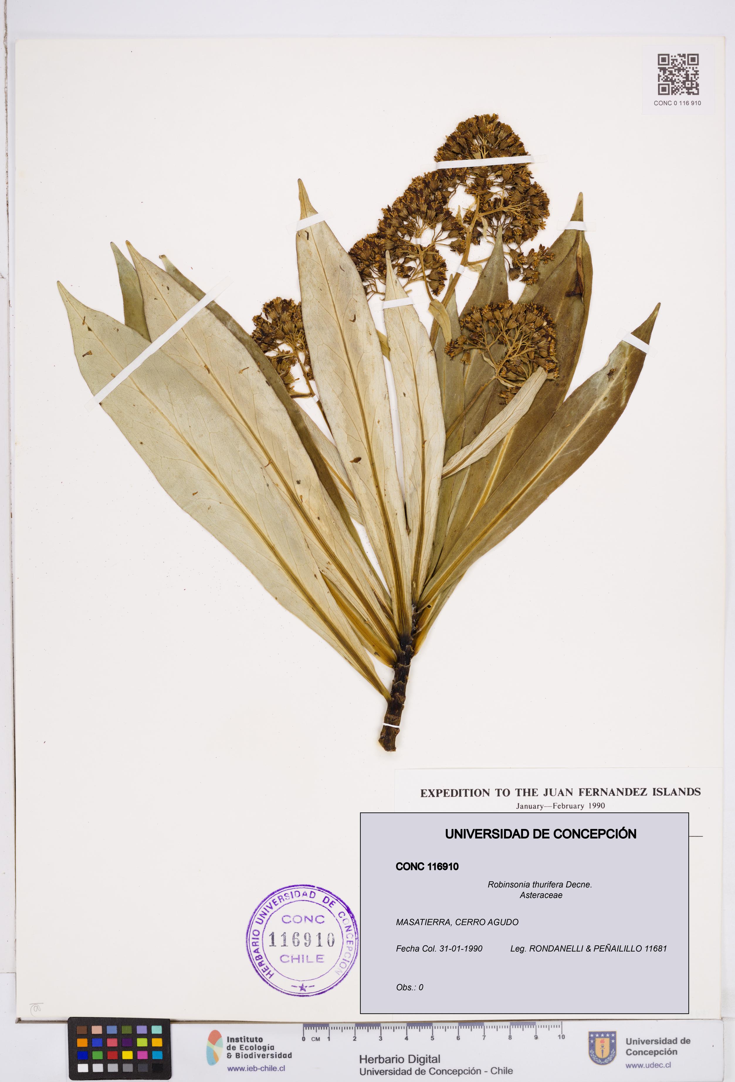 Robinsonia thurifera [Espécimen: ]