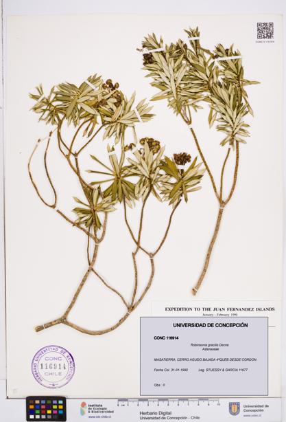Robinsonia gracilis [Espécimen: ]