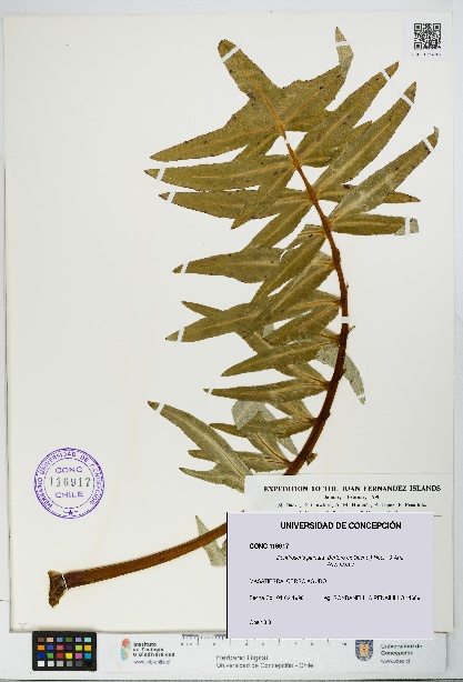 Dendroseris pinnata [Espécimen: UDEC:CONC:0116917]