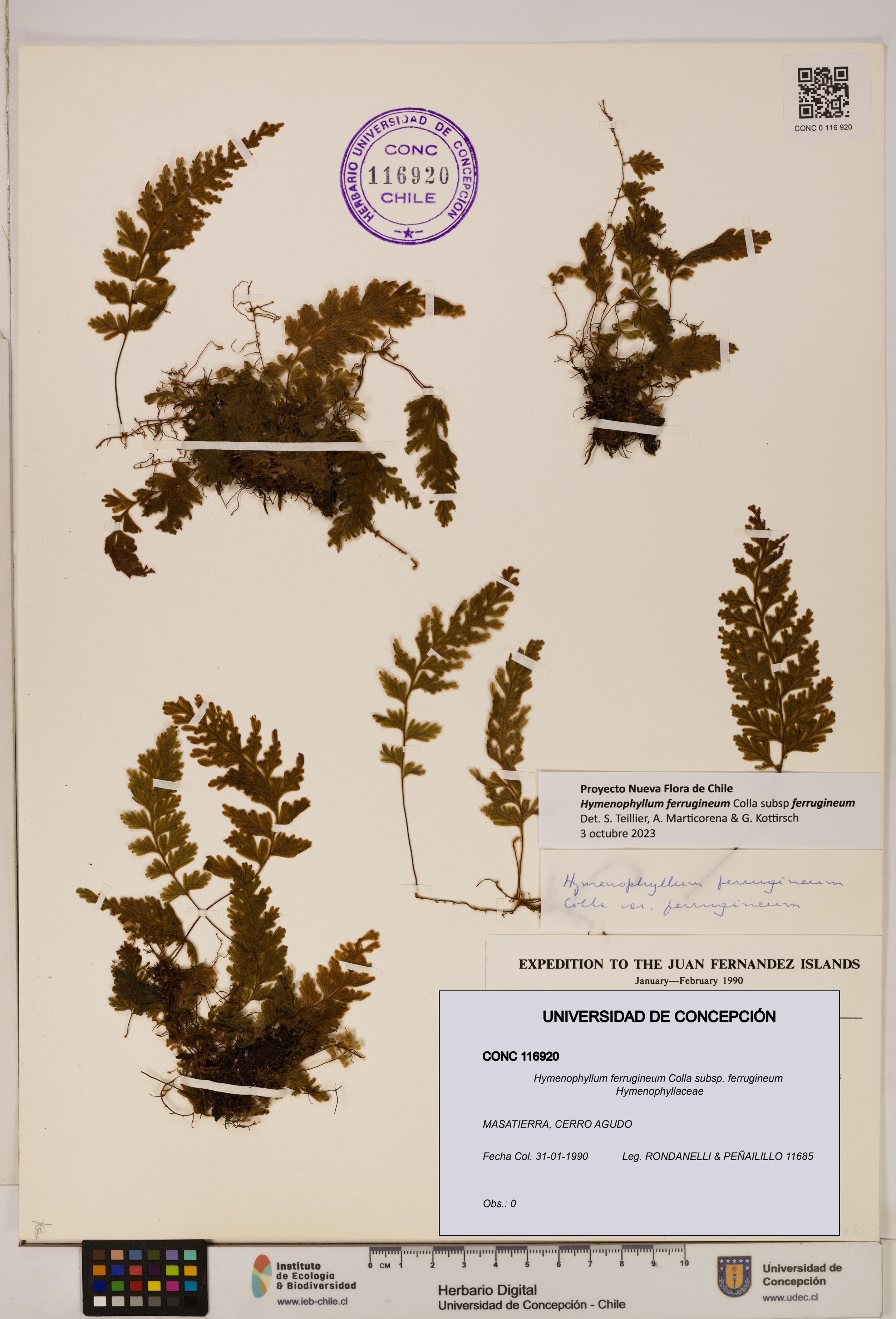 Hymenophyllum ferrugineum [Espécimen: UDEC:CONC:0116920]
