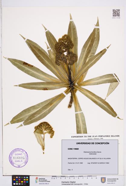 Robinsonia thurifera [Espécimen: ]