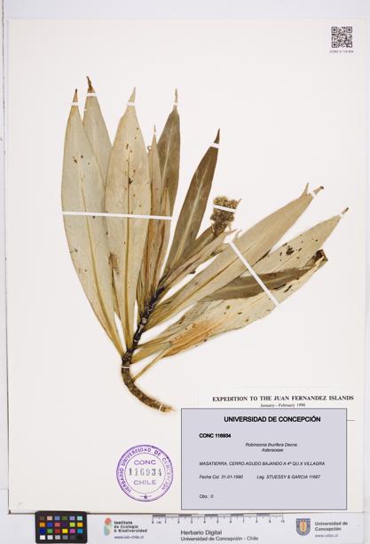 Robinsonia thurifera [Espécimen: ]