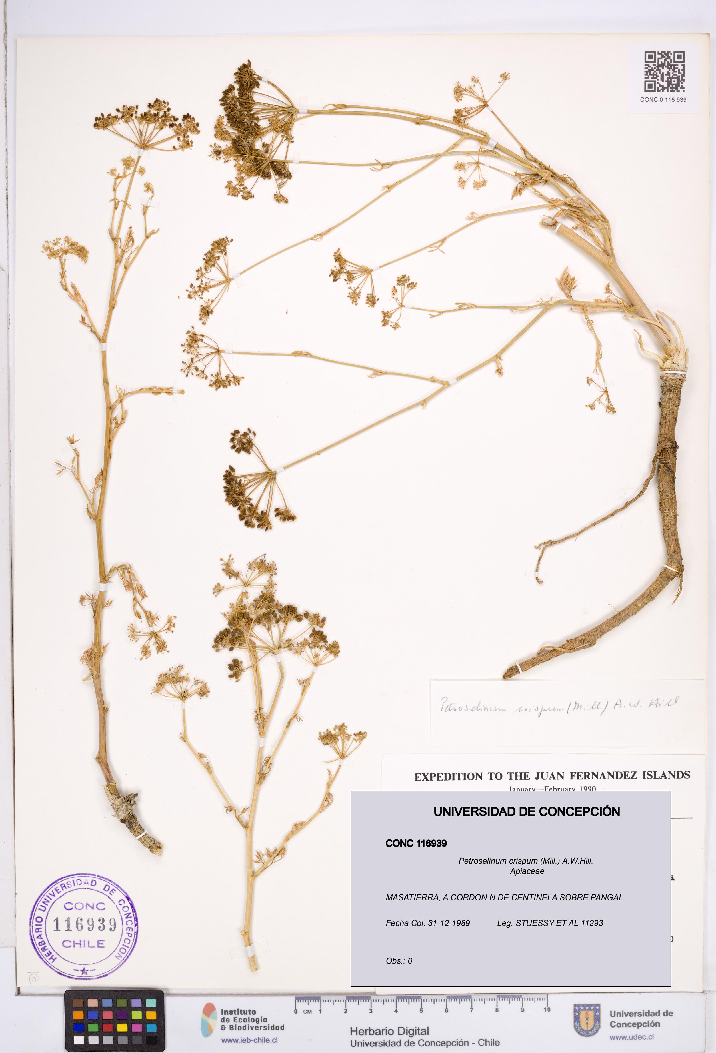 Petroselinum crispum [Espécimen: ]