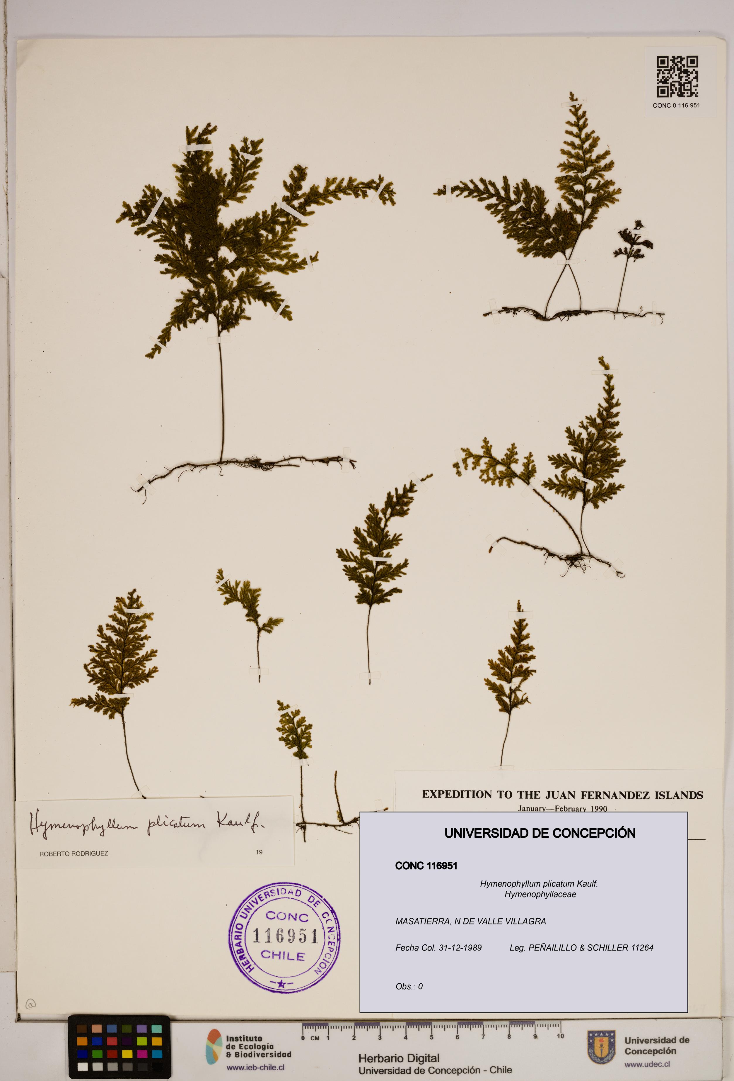 Hymenophyllum plicatum [Espécimen: ]