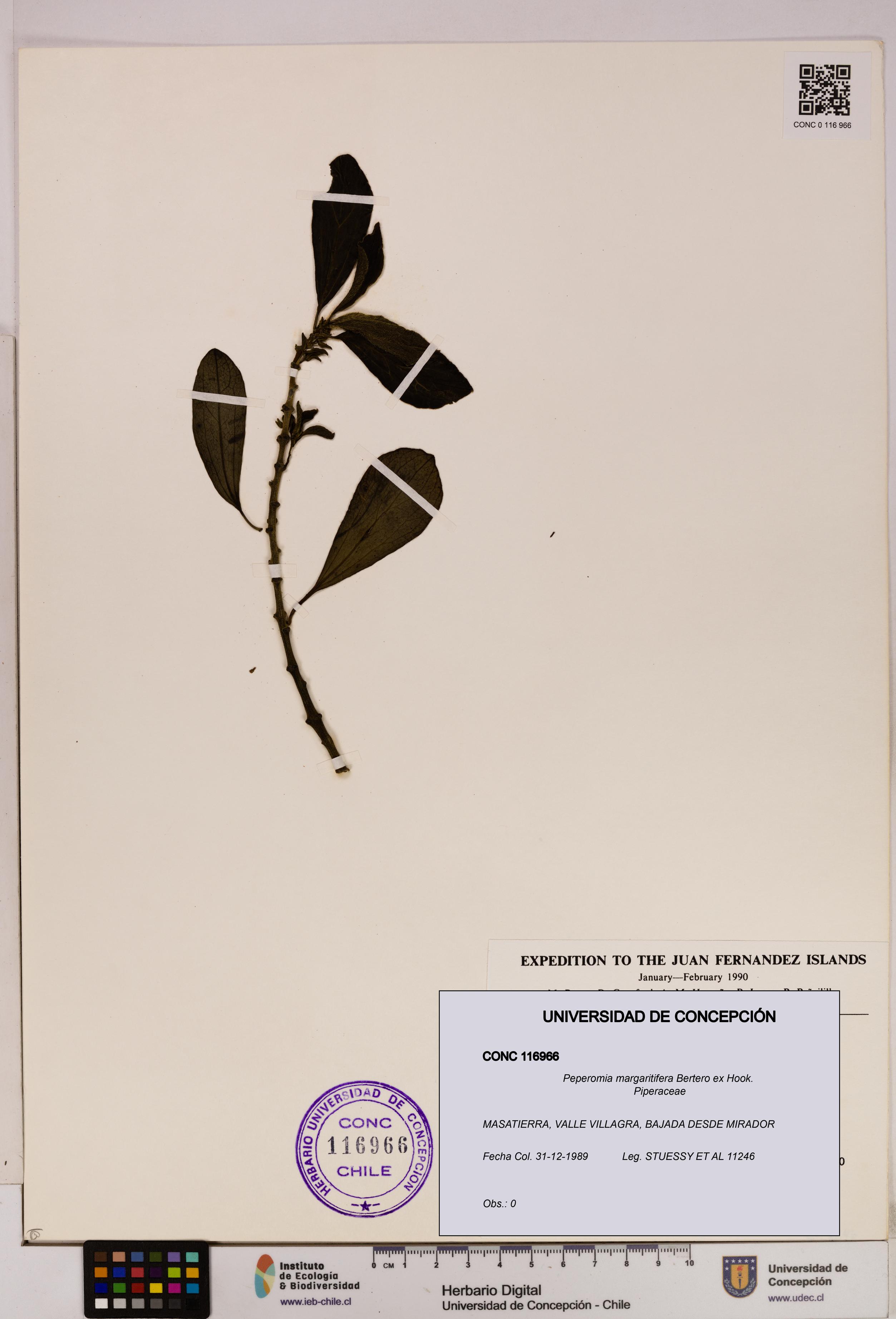 Peperomia margaritifera [Espécimen: UDEC:CONC:0116966]