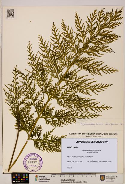 Hymenophyllum fuciforme [Espécimen: UDEC:CONC:0116971]
