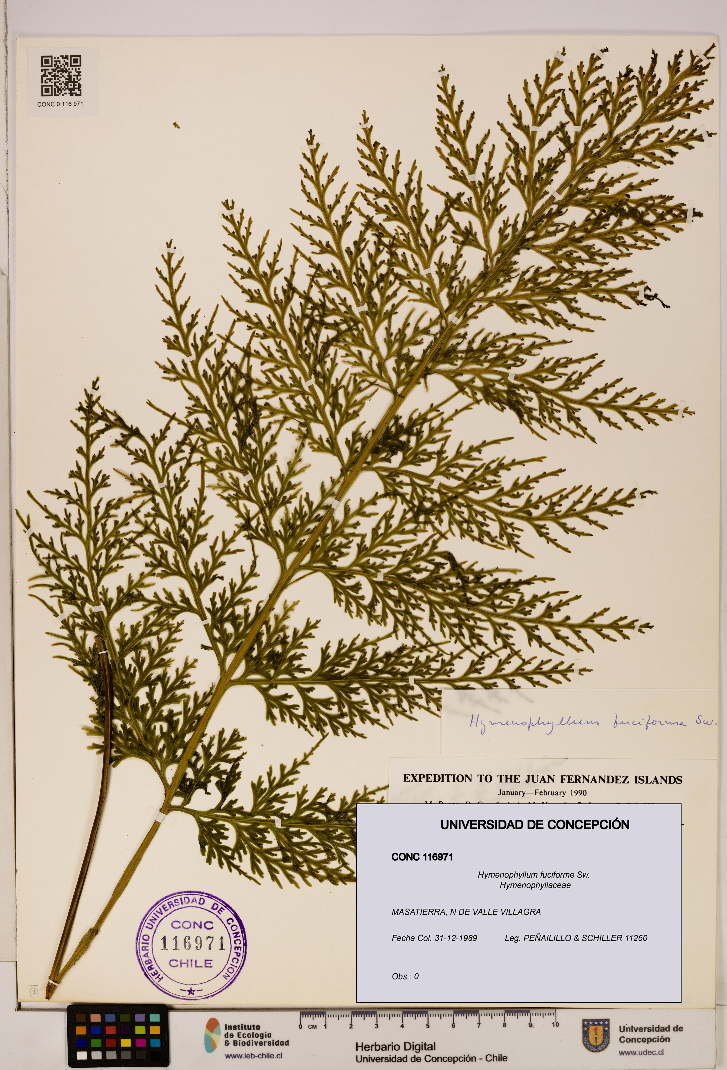 Hymenophyllum fuciforme [Espécimen: UDEC:CONC:0116971]
