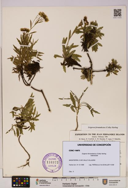 Erigeron fernandezius [Espécimen: UDEC:CONC:0116973]