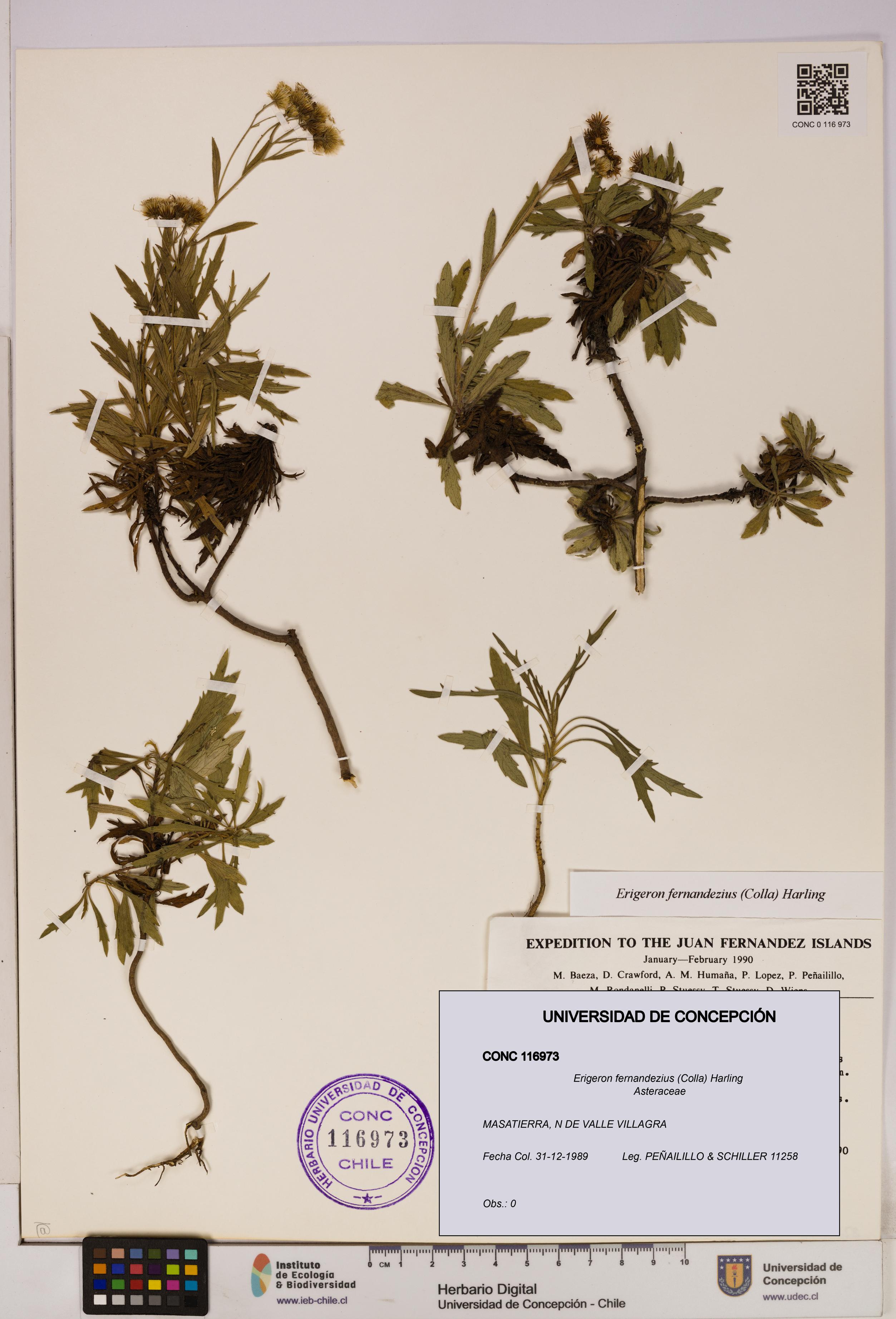 Erigeron fernandezius [Espécimen: UDEC:CONC:0116973]