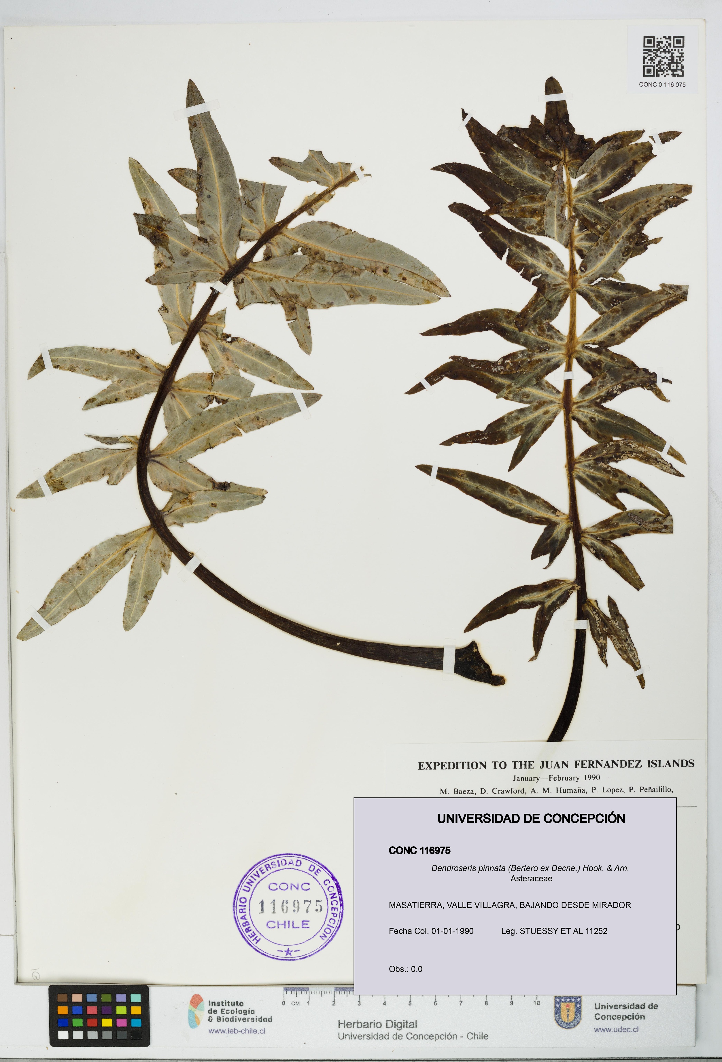 Dendroseris pinnata [Espécimen: UDEC:CONC:0116975]