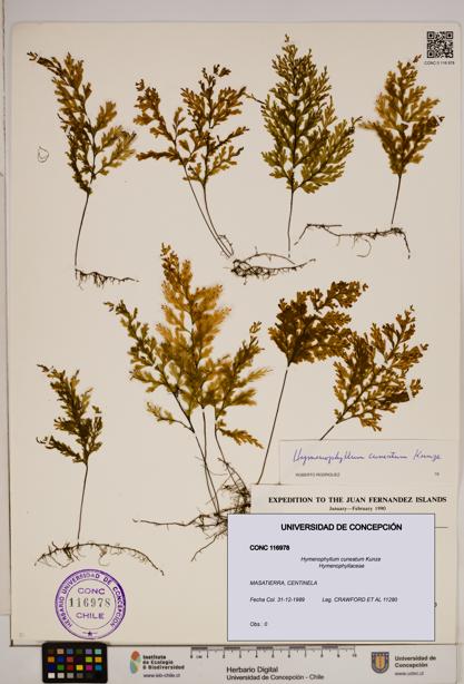 Hymenophyllum cuneatum [Espécimen: ]