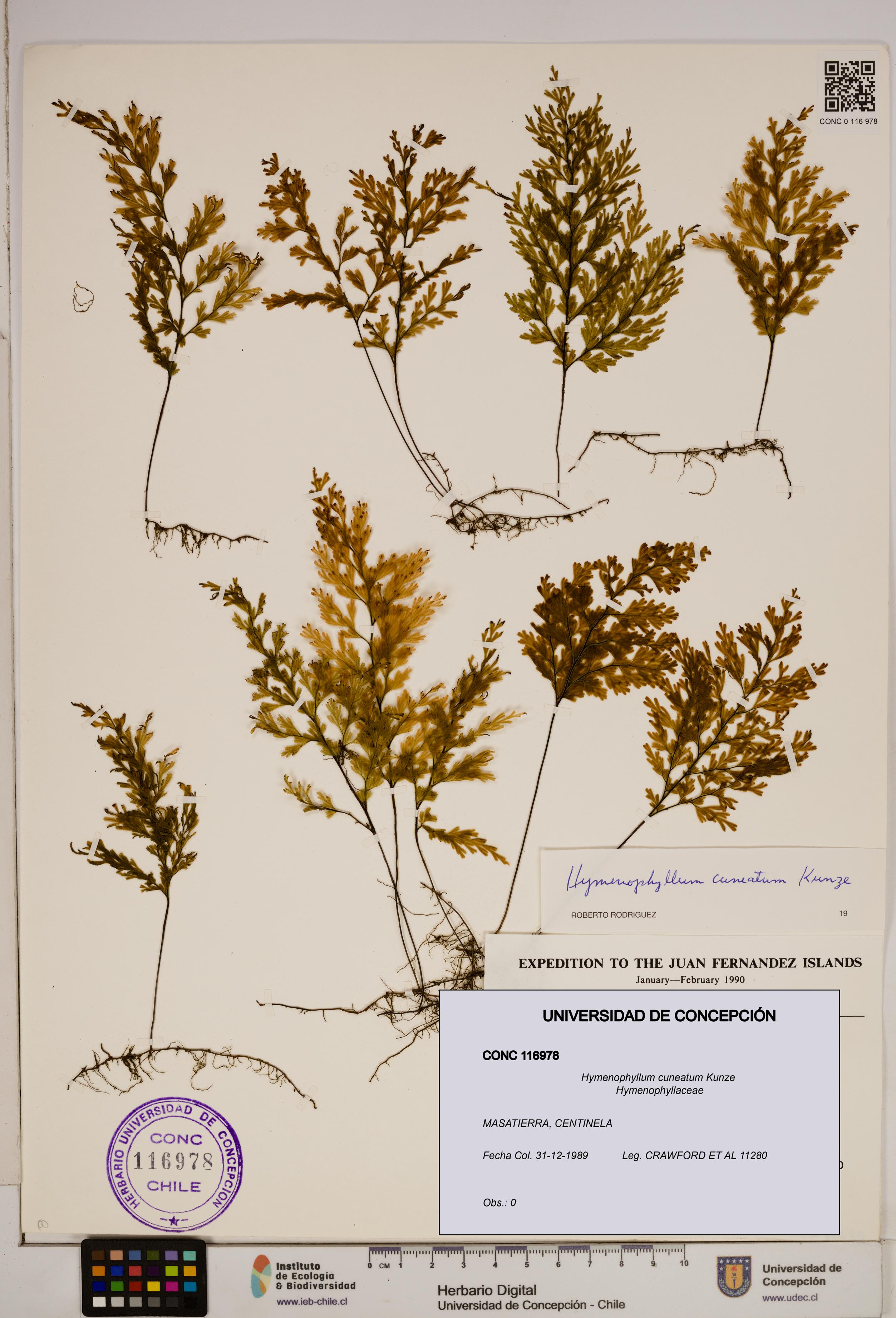 Hymenophyllum cuneatum [Espécimen: ]