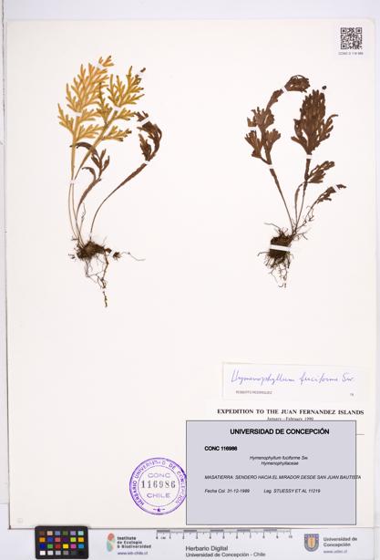 Hymenophyllum fuciforme [Espécimen: ]