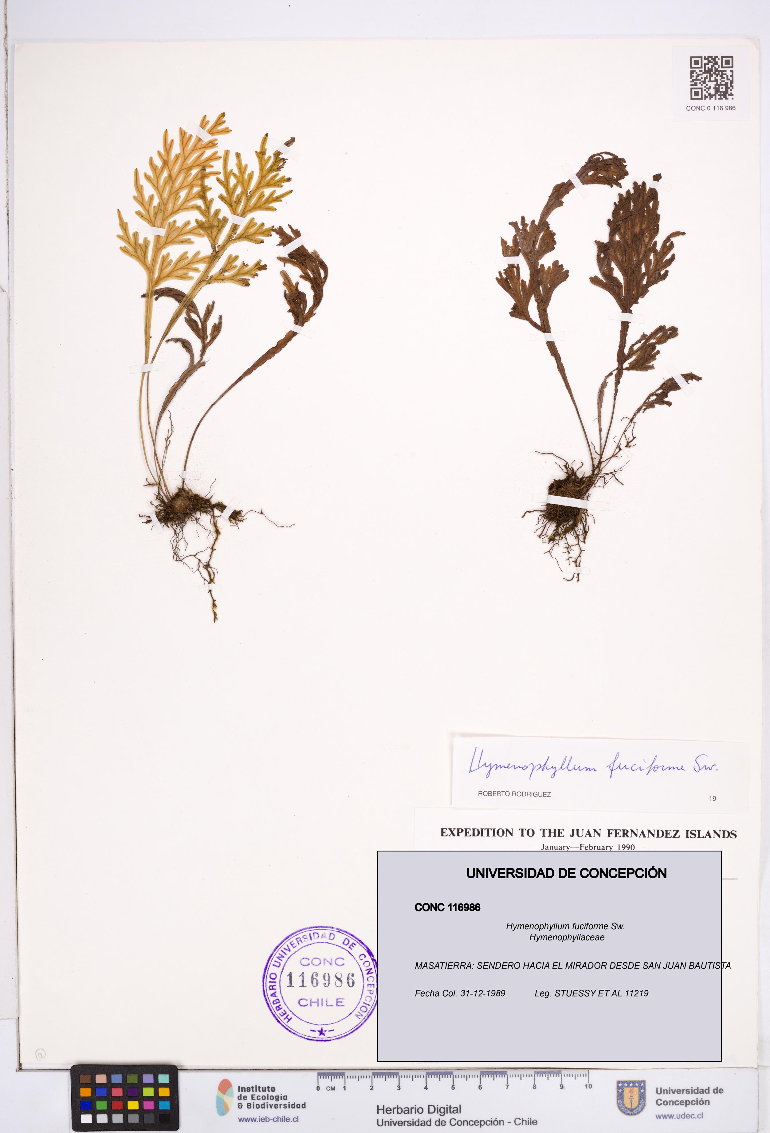 Hymenophyllum fuciforme [Espécimen: ]