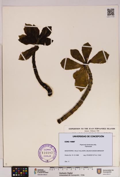 Peperomia berteroana [Espécimen: UDEC:CONC:0116987]